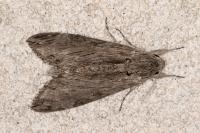 Agrius convolvuli