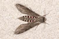 Agrius convolvuli