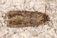 Spodoptera exigua