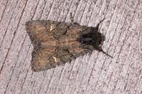 Aporophyla nigra