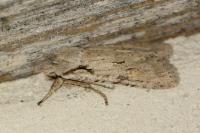 Lithophane ornitopus