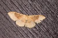 Idaea degeneraria