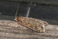 Spodoptera exigua