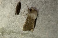 Tholera cespitis