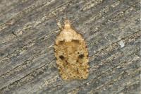 Agonopterix arenella