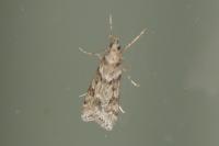 Eudonia angustea
