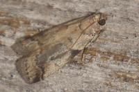 Acrobasis fallouella