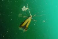 Coptotriche marginea