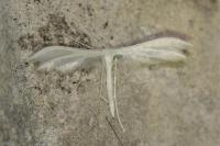 Pterophorus pentadactylus