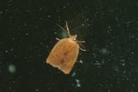 Clepsis consimilana