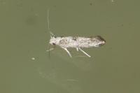 Paraswammerdamia albicapitella