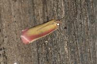 Oncocera semirubella