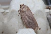 Noctua pronuba