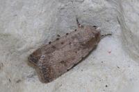 Caradrina clavipalpis