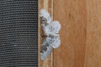 Idaea rusticata
