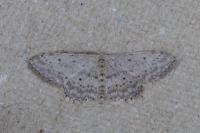 Idaea seriata