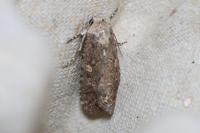 Spodoptera exigua