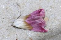 Eublemma purpurina