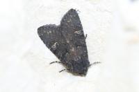 Aporophyla nigra