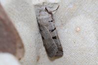 Eugnorisma glareosa