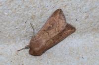 Mythimna albipuncta