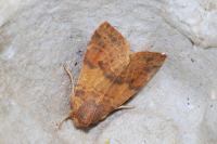 Cirrhia ocellaris