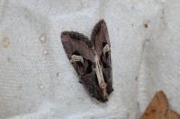 Trigonophora flammea