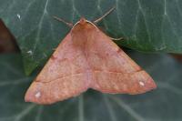 Colotois pennaria