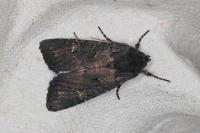 Aporophyla nigra
