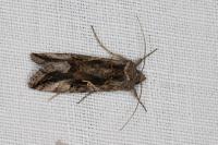 Autographa gamma