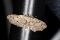 Gymnoscelis rufifasciata