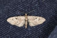 Gymnoscelis rufifasciata