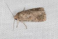 Spodoptera exigua