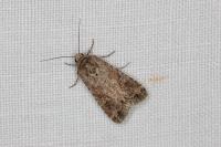 Spodoptera exigua