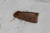 Xestia xanthographa