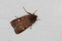 Xestia xanthographa