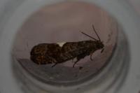 Pammene spiniana