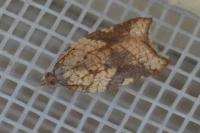 Acleris rhombana