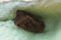 Anchoscelis lunosa
