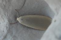 Collita griseola