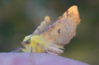 Ennomos alniaria