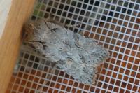 Lithophane ornitopus