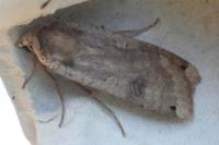 Noctua pronuba
