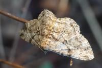 Peribatodes rhomboidaria