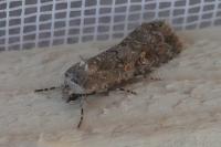 Spodoptera exigua