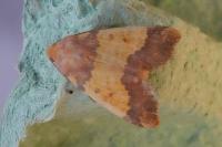 Tiliacea aurago