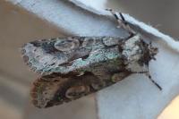 Allophyes oxyacanthae