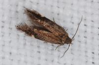 Aproaerema anthyllidella