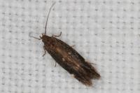 Aproaerema anthyllidella