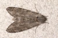 Agrius convolvuli